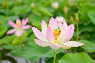 Fototapeta premium 蓮の花