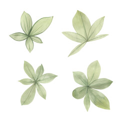 Delicate green leaves painted with watercolor. Green leaves for design. Set of watercolor leaves isolate on a white background.