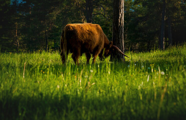 Highland cattle rubbing horns on tree in alpine mountain landscape during sunset in Mieming, Tirol, Austria