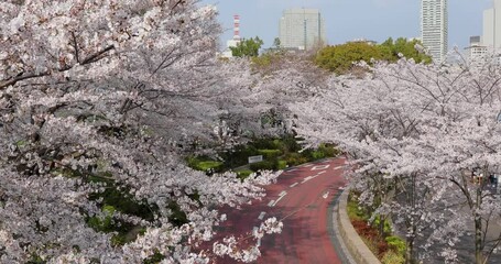 The best cherry blossom in Tokyo - Powered by Adobe