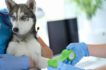 Doctor veterinarian bandaging dog broken paw in clinic