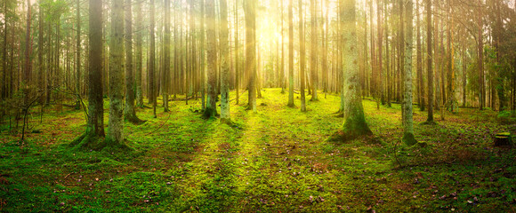panorama of an old spruce forest with moss on the ground - 442719097