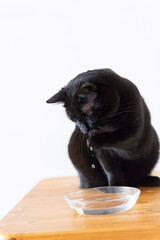 Schwarze Katze trinkt Wasser mit Pfote