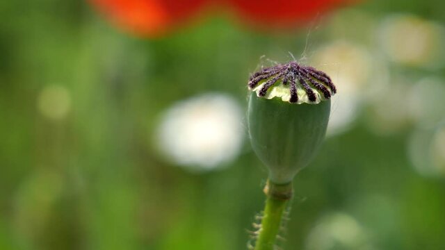 Common poppy opium capsule without flower in the wind in detail closeup