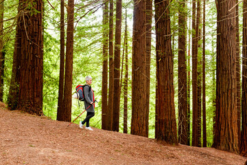 Senior woman with backpack hiking through a sequoia forest. lady exercising in nature