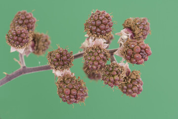 Rubus ulmifolius elmleaf blackberry red and green summer berries still immature, on deep green and out of focus background