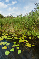 Landscape at Nationaal Park de Weerribben in summer
