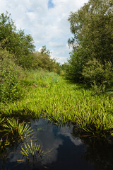 Krabbenscheer, Water soldier, Stratiotes aloides