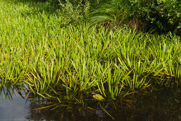 Fototapeta premium Krabbenscheer, Water soldier, Stratiotes aloides