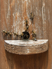 family of bees in a wooden house