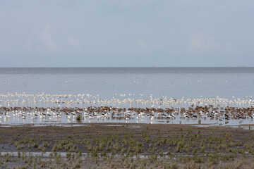 Vogels op Waddenzee, Birds at Wadden Sea