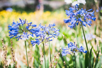 Hermosas flores púrpuras de Agapanthus africanus en el jardín. Agapanto africano azul en floración