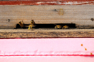Die Folgen des Klimawandels - nur noch einige, wenige Bienen fliegen ihren Bienenstock an