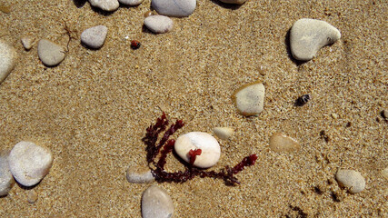 Fototapeta na wymiar Algae on the sand, pebbles, ladybug.