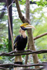Double horned hornbill with a huge peck