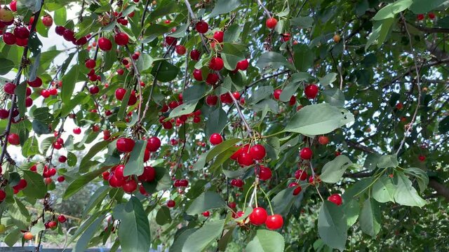 A branch with green leaves and red cherry fruits stir in the wind on a sunny day.