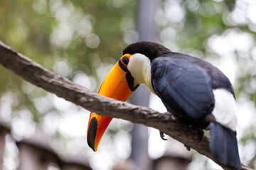 A toucan at the zoo