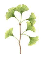 Naklejka premium High quality watercolor illustration of Ginkgo Biloba twig.