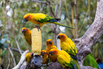 Sun-tailed cockatoos at the zoo