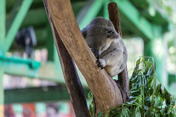 The lovely koala in the zoo