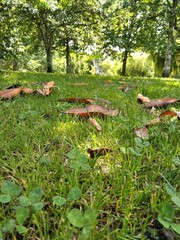 mushroom in the forest