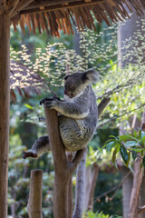 The lovely koala in the zoo