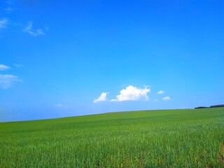 Obraz premium green field and blue sky