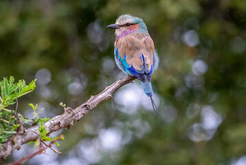 A colorful lilac breasted roller bird perched on a tree branch with defocused background.
