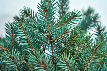 Spruce branches in a vase minimalism. Christmas Pine decor. Green nature and flowers.