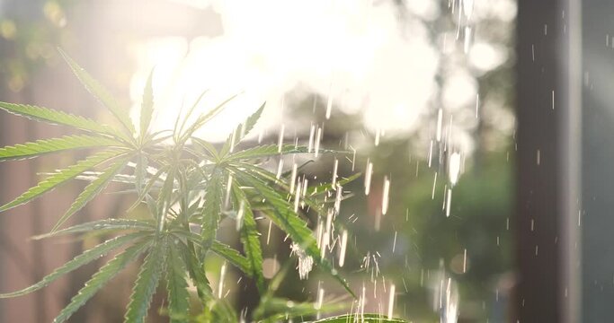 Green Marijuana tree cannabis plant narcotic herbal in greenhouse. Hemp leaf made cannabis crude oil medicine farm on sun light. CBC, THC herb agriculture Weed leaf Drug, medicine healthcare concept