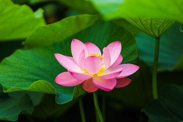 Obraz premium 蓮 ハス