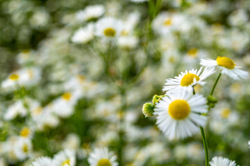 Chamomile flowers