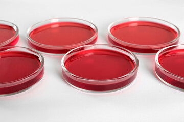 Petri dishes with red liquid on white background