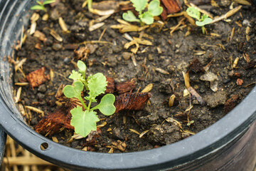 Macro photo of Curly Kale sapling