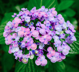 元気な紫陽花の玉