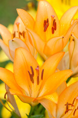 close-up of a lily bush