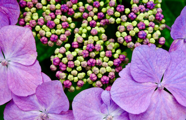 紫色のガクアジサイの花びら