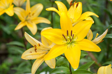 yellow lily bush on a sunny summer day