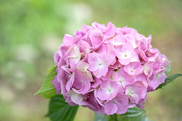 Hydrangea pink flower with green leaves on a neutral blurred background