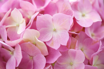 Fototapeta na wymiar Pink hydrangea flowers close up