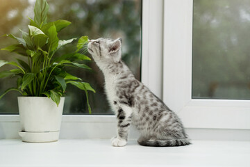 A cute white kitten with gray stripes sits on the windowsill against a background of green plants...