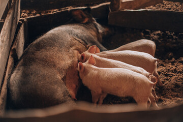 Sow pig on a floor nursing cute piglets