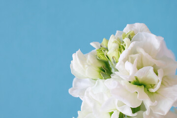 Soft white lilac flowers with green highlights on blue background. Negative space for copy.