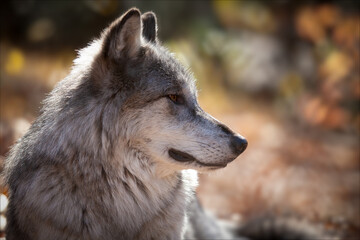 Timber wolf close up with fall colors in background