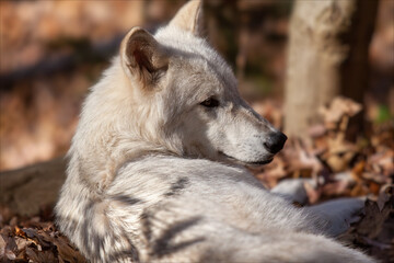 Timber wolf close up with white fur and fall colors in background