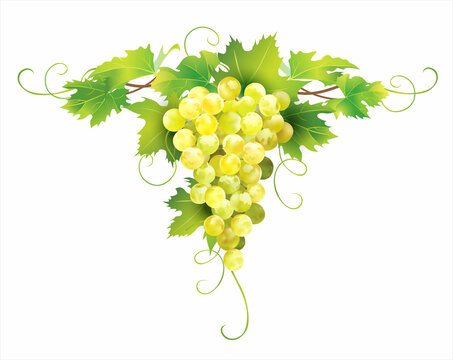 Cluster of ripe white grape with leaves isolated on white. Floral design element. Vector illustration. 