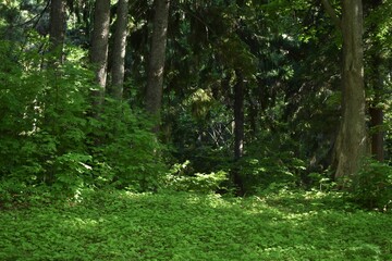 The beautiful contrast of light and shadow reflected on the forest in Sapporo Japan