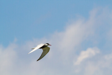 美しいフォームで大空を飛翔するクロハラアジサシ