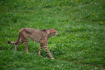 Cheetah walking through nature and marking territory. The fastest land mammal in the world