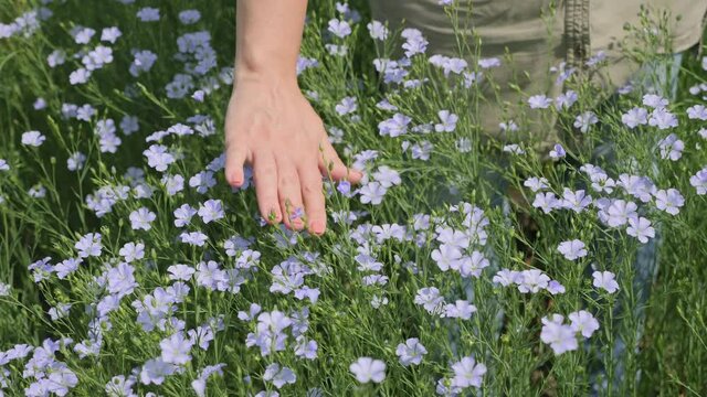 Close-up woman farmer stroking hand blooming flax plants in field
